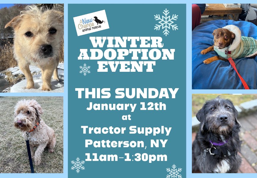 Adopt a rescue dog today! - A New Chance Animal Rescue