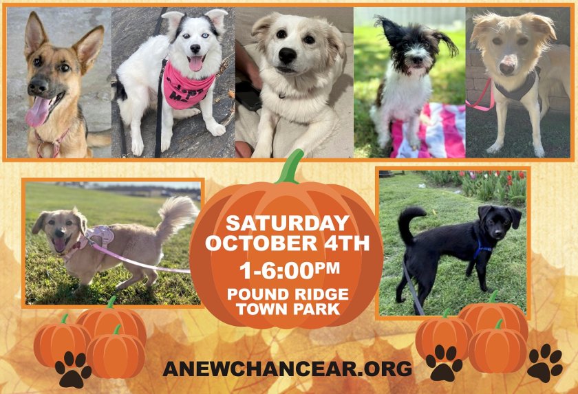 Adopt a rescue dog today! - A New Chance Animal Rescue