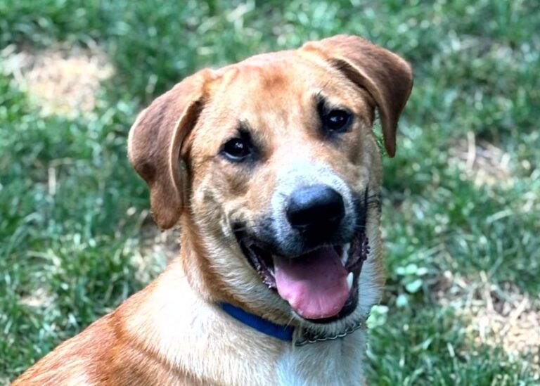 Dogs Available for Adoption - A New Chance Animal Rescue